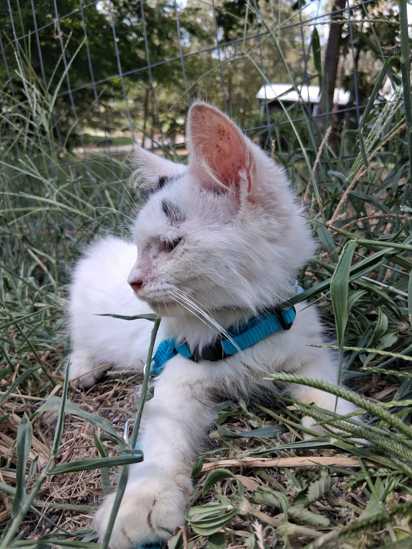 Domino