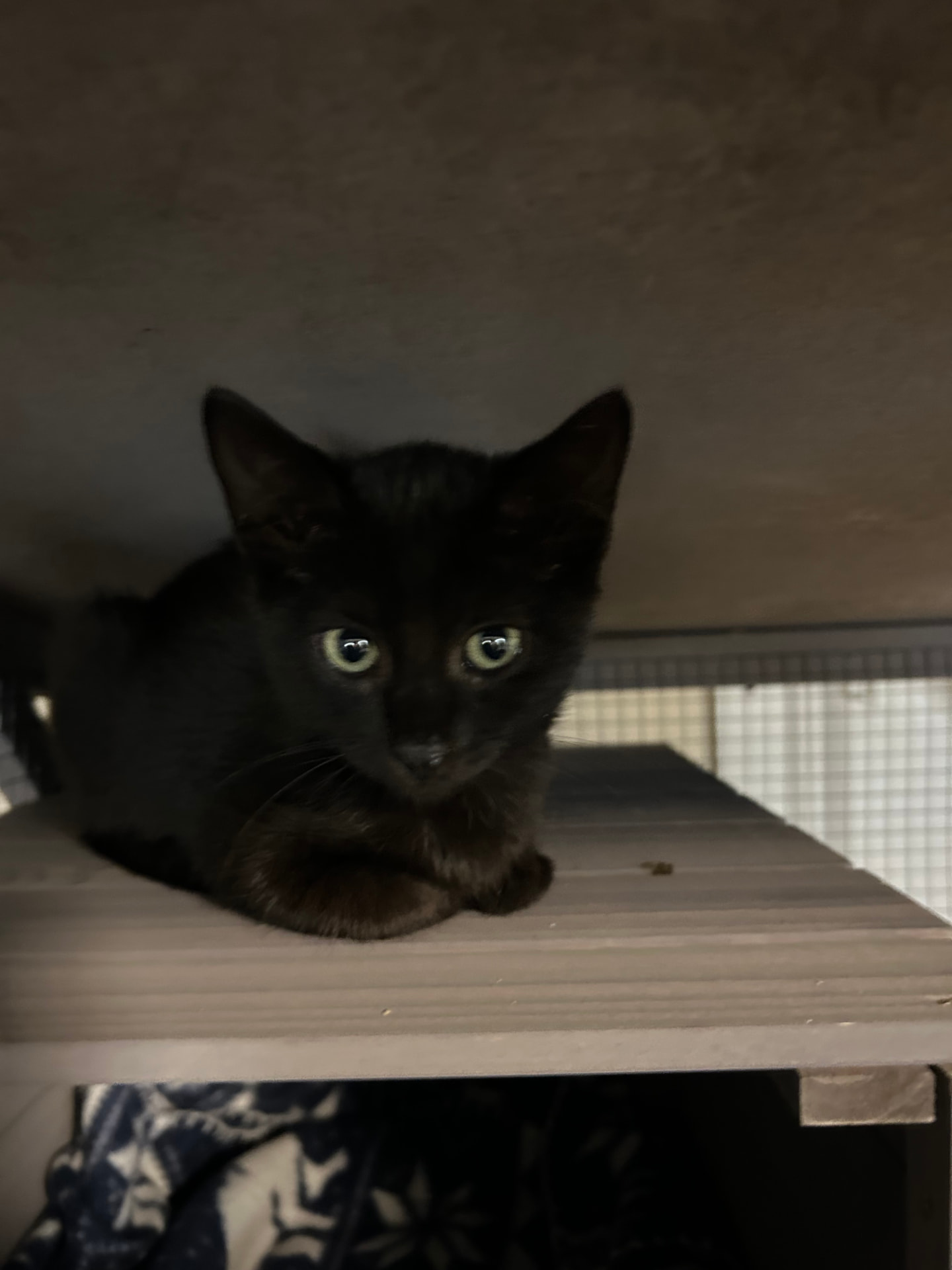 Felix, image 2