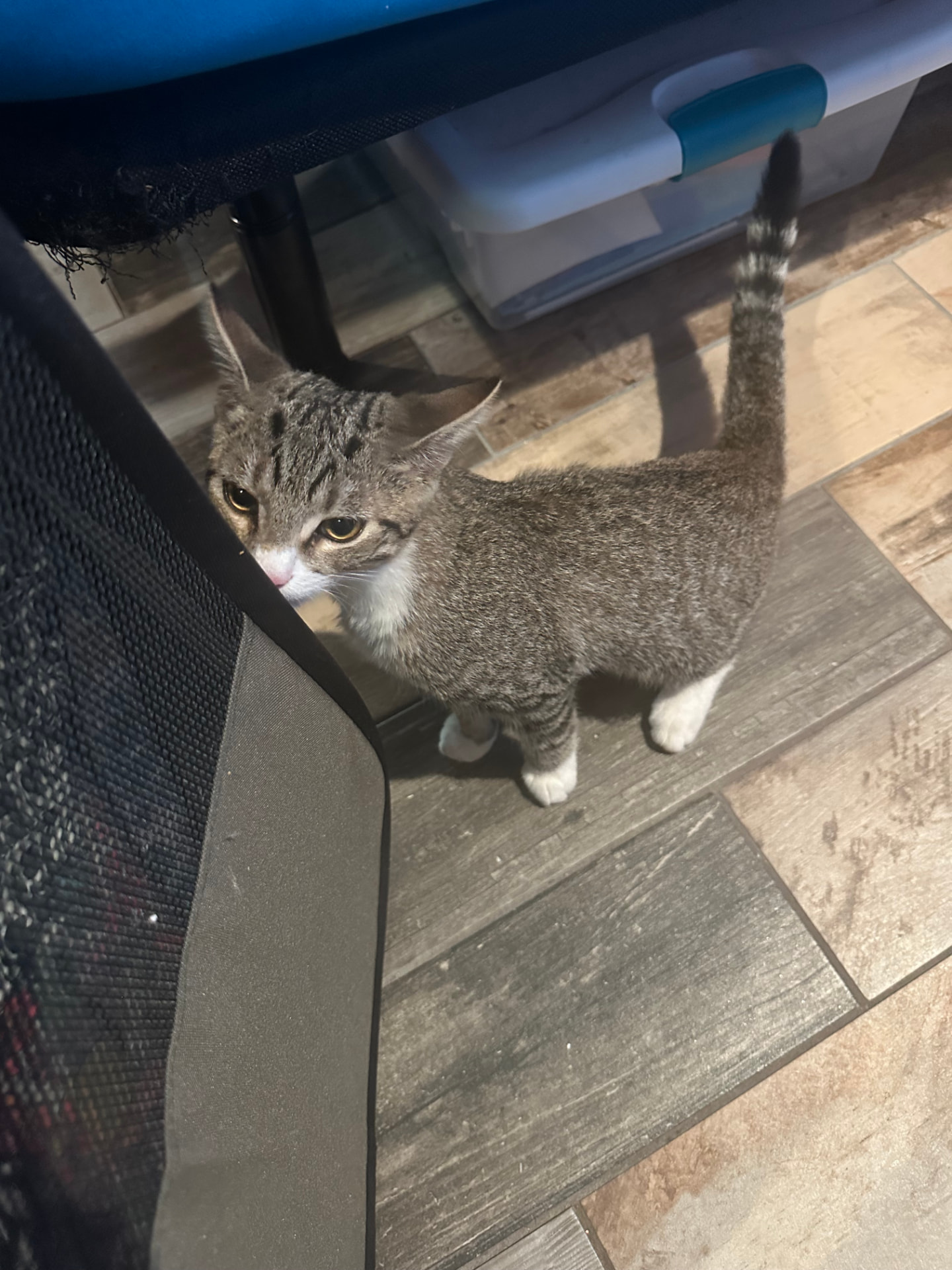Bandit, image 2