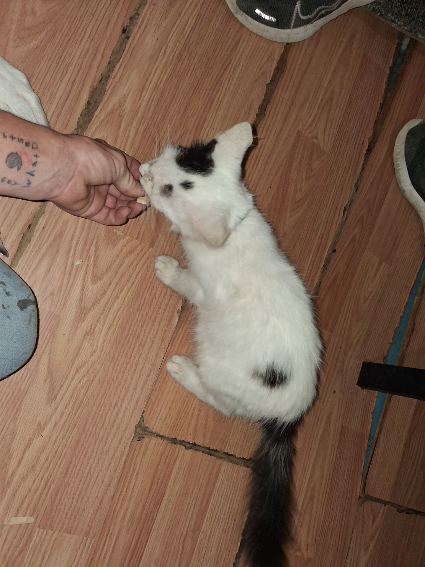 Domino, image 2