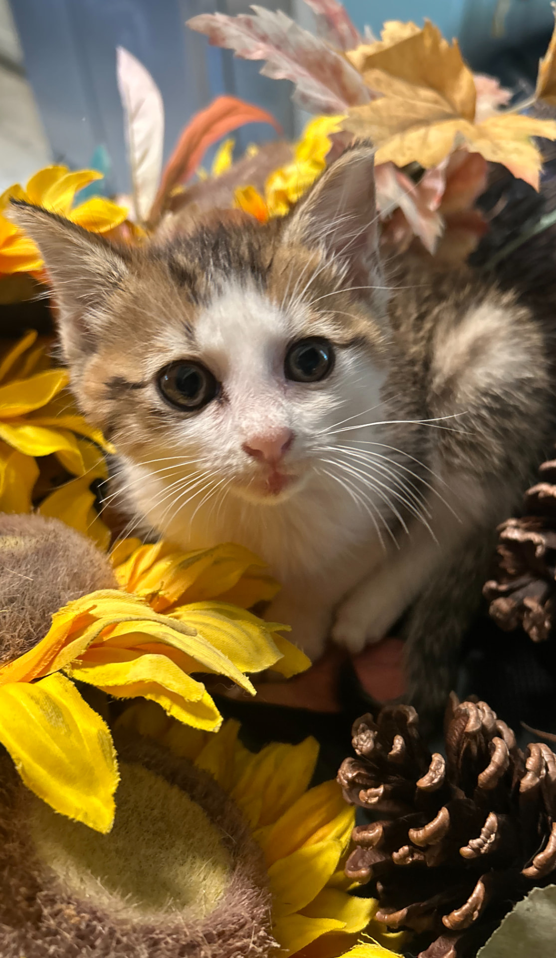 Marigold