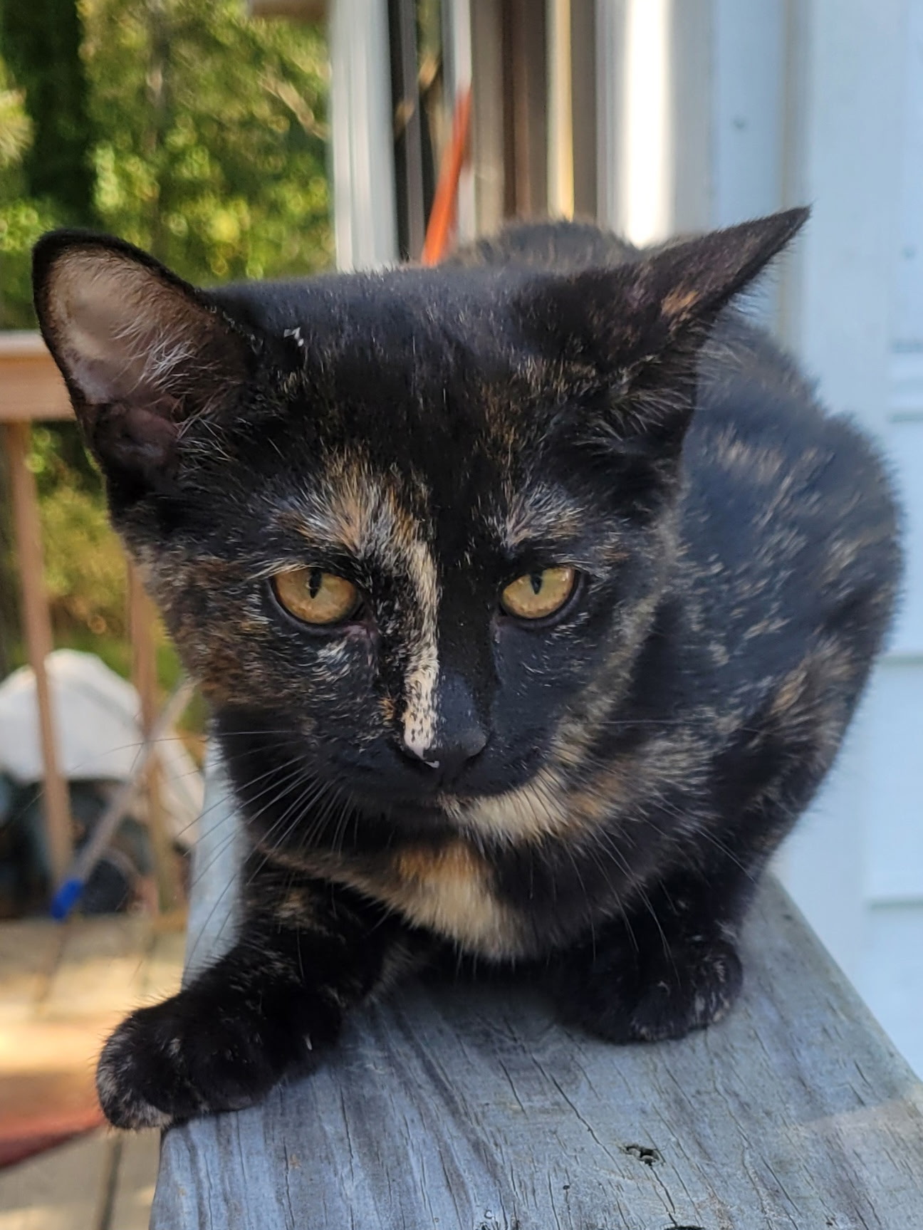 Nutmeg