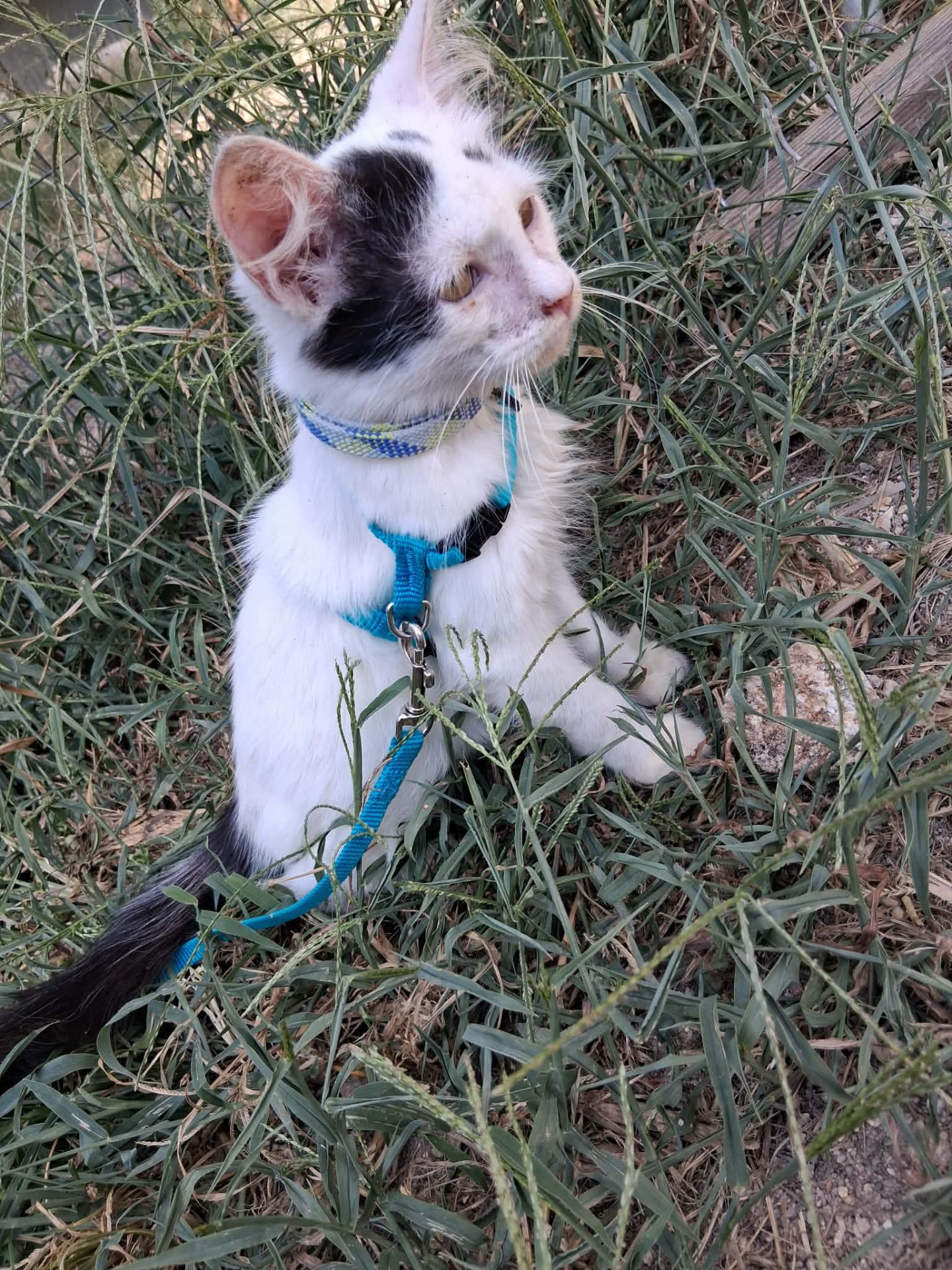 Domino, image 3