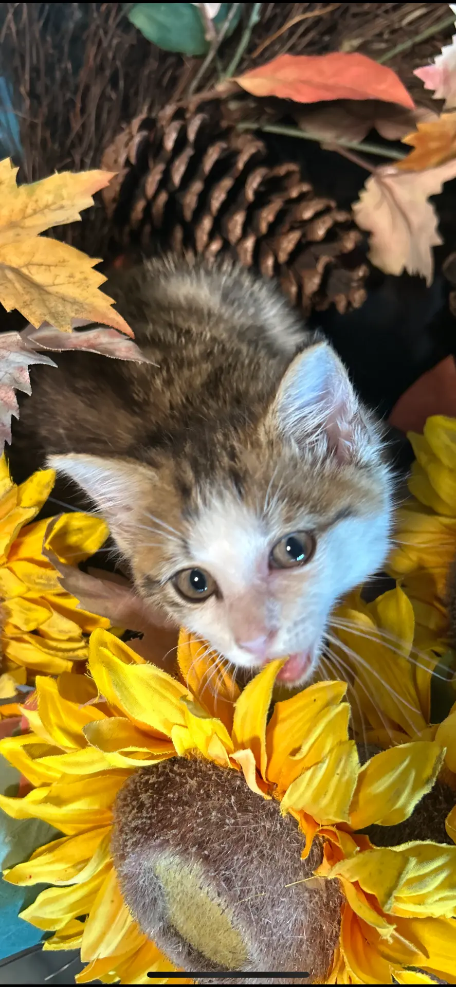 Marigold, image 2