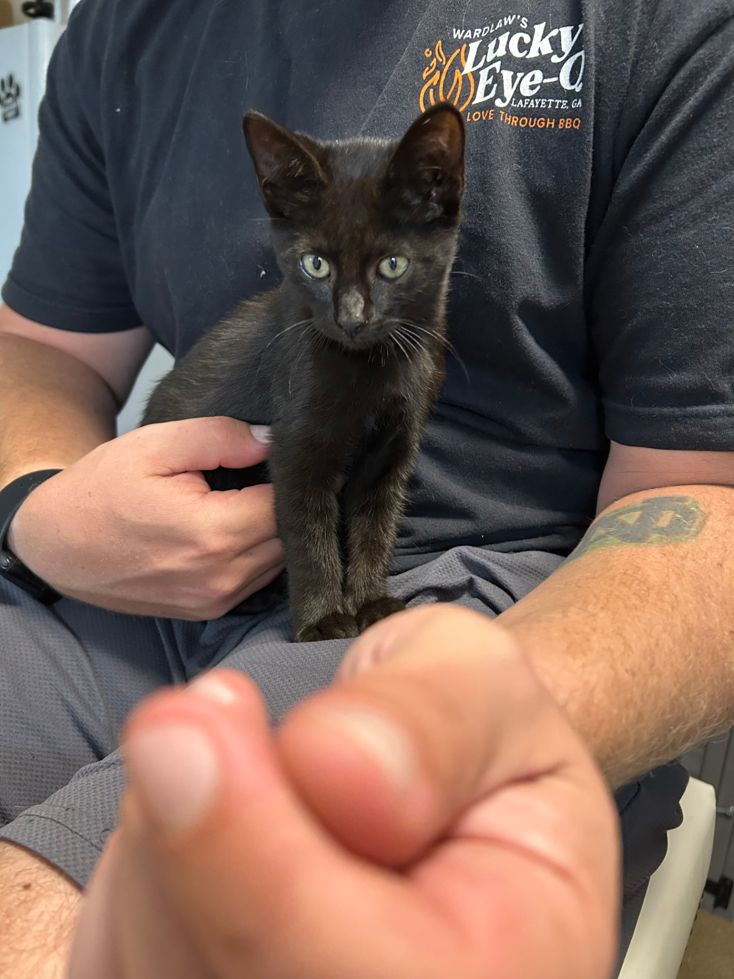 Felix, image 3