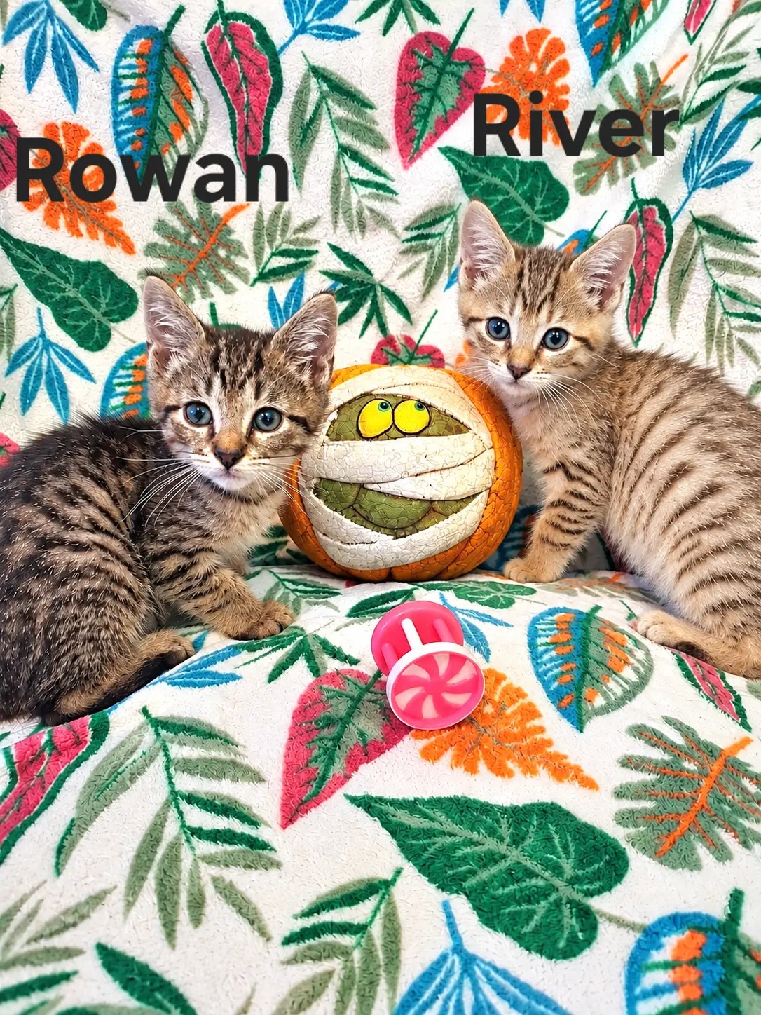Rowan, image 2